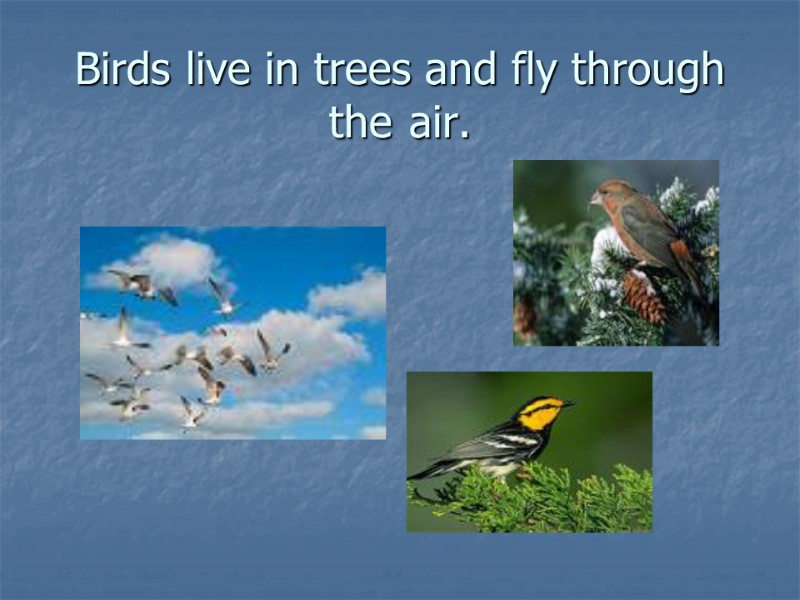 Birds live in trees and fly through the  air.